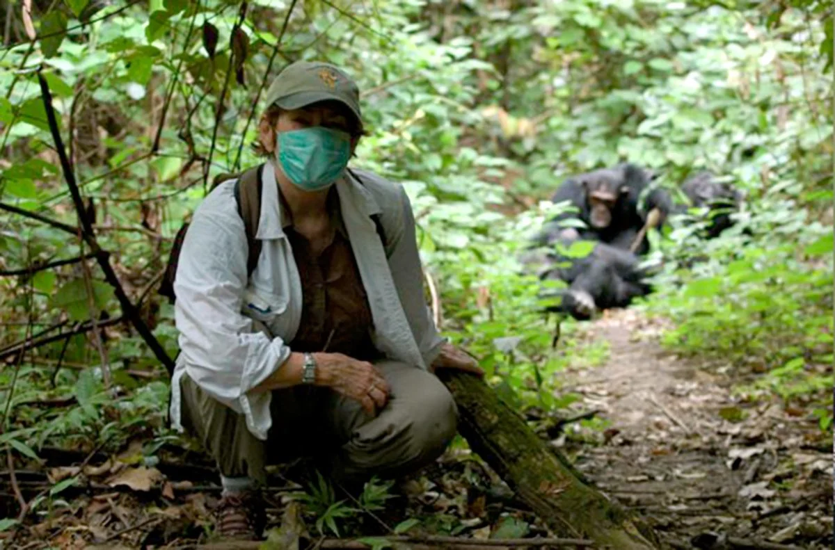 Trekker in a face mask crouching on a forest trail near a group of chimpanzees