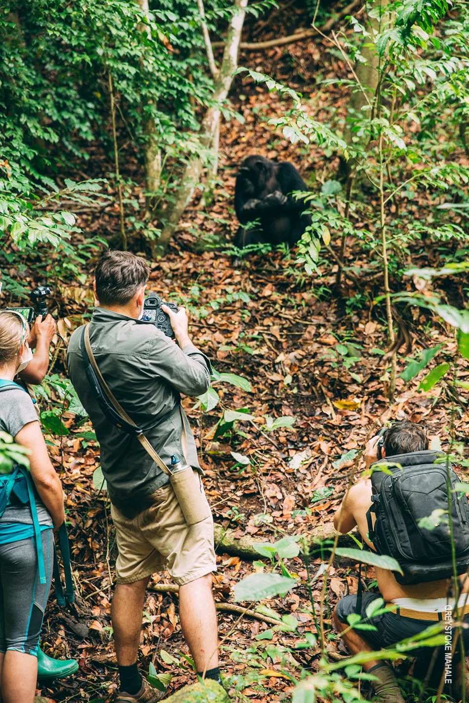 Trekkers photographing a chimpanzee in the forest