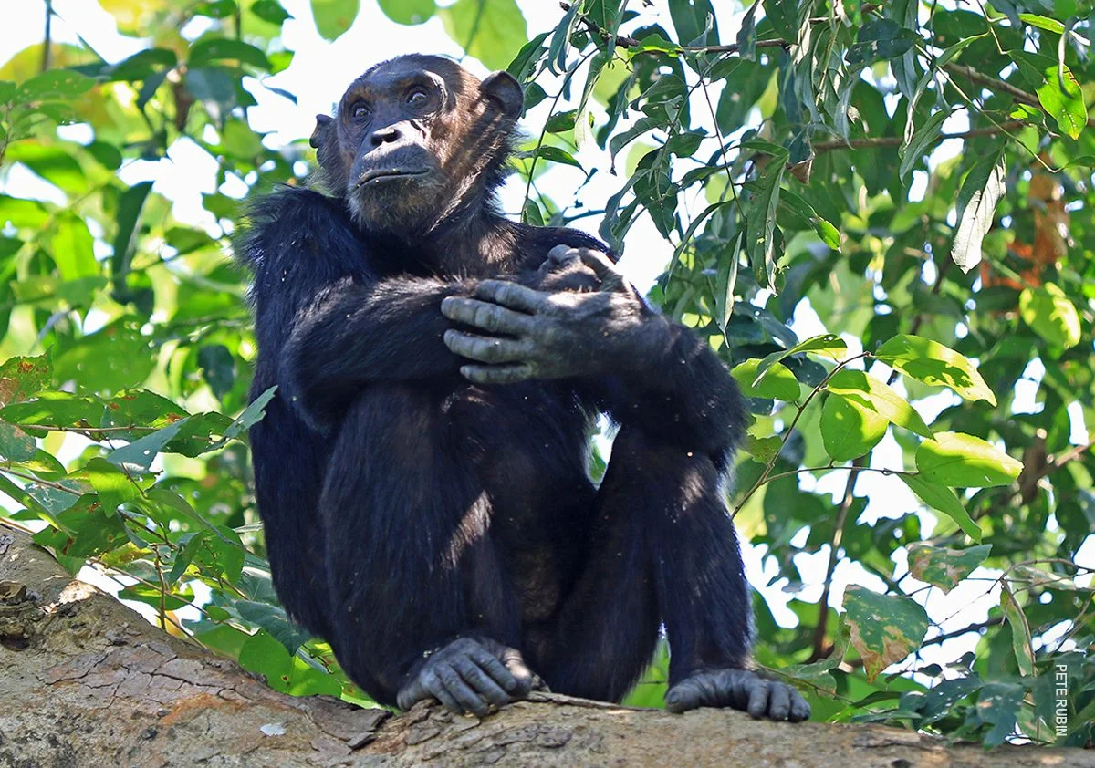 Chimpanzee sitting on a tree branch with its arms folded
