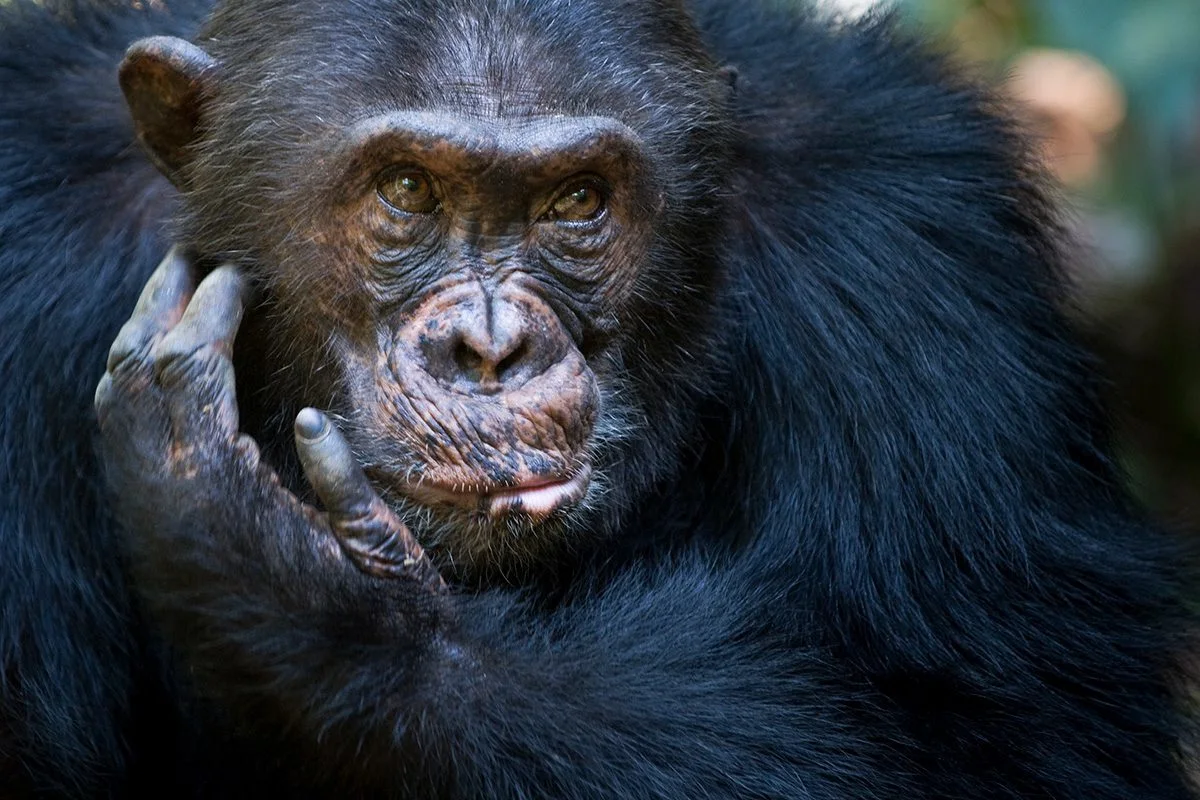 Close-up of a chimpanzee resting its hand against its face