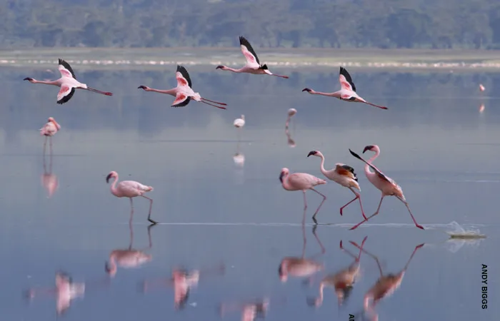 Lesser flamingos wading and taking off across a still lake