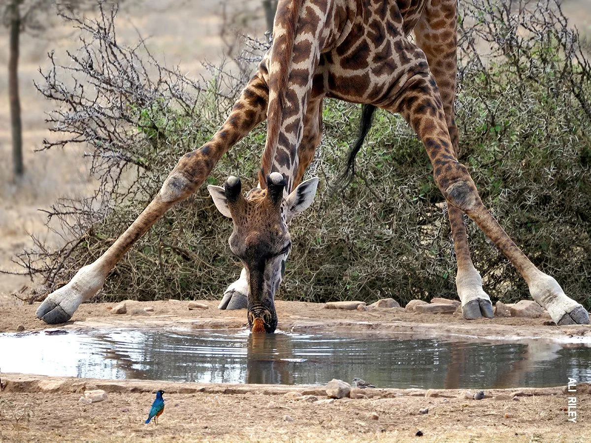 Giraffe splaying its front legs to drink from a small water hole