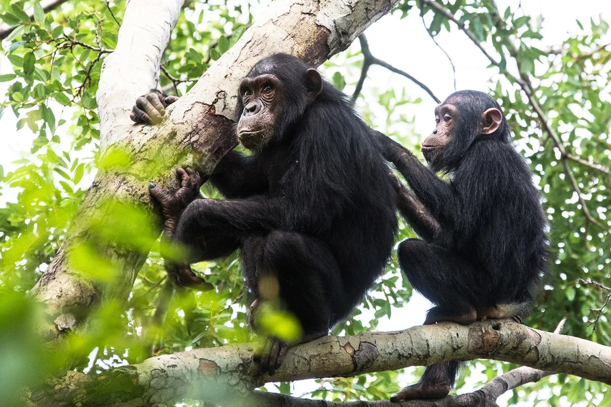 Two chimpanzees grooming in a tree
