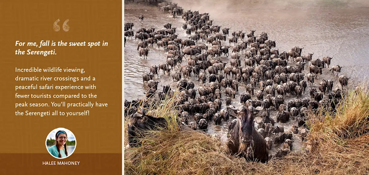 Halee Mahoney quote: "For me, fall is the sweet spot in the Serengeti." beside wildebeest crossing a river