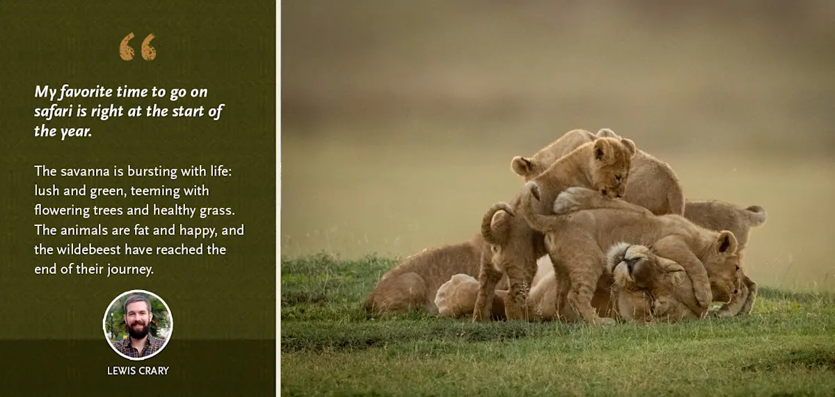 Lewis Crary quote on safari at the start of the year beside a pile of lion cubs on green grass