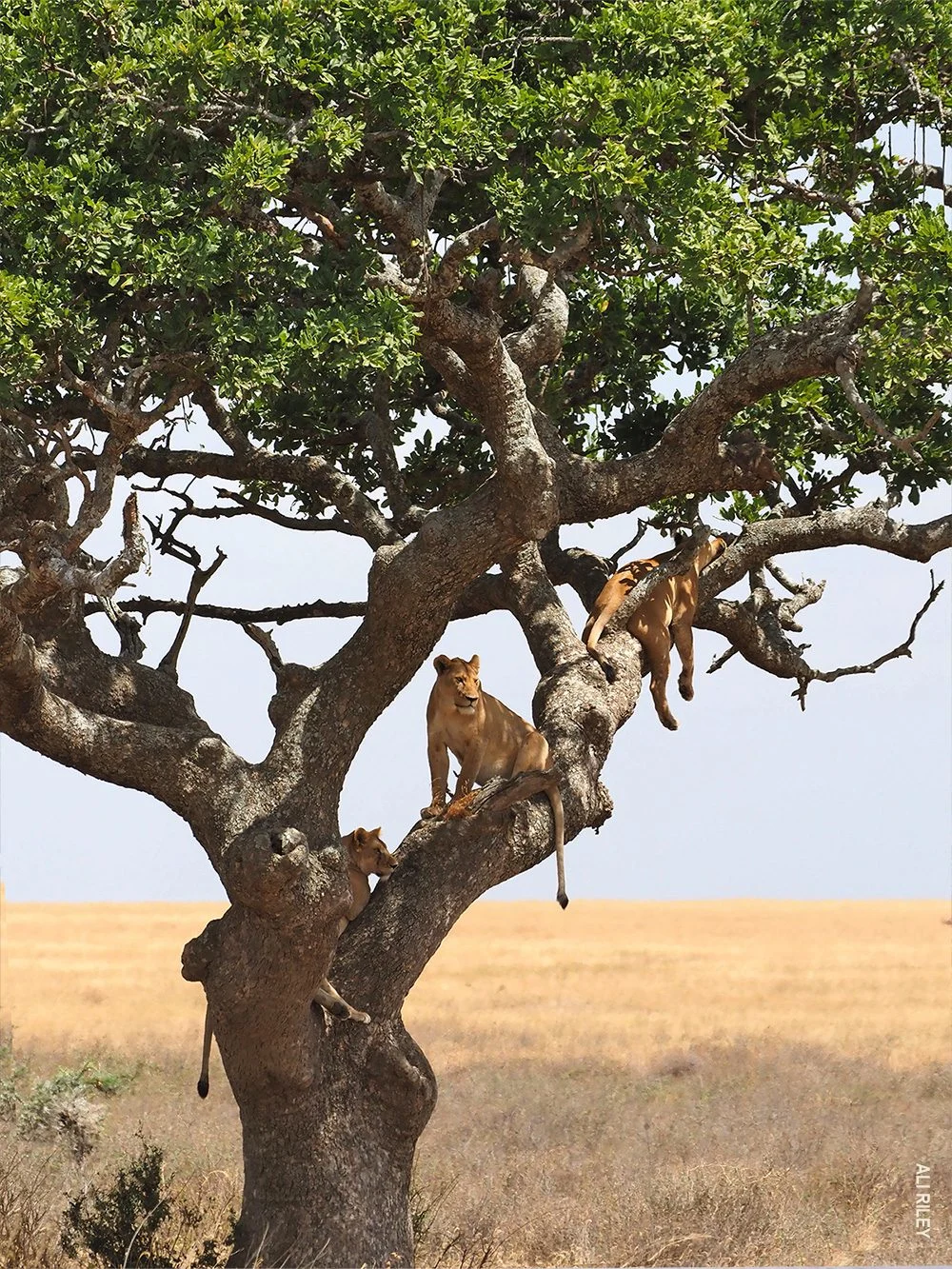 Lions resting in the branches of a tree on the open plains