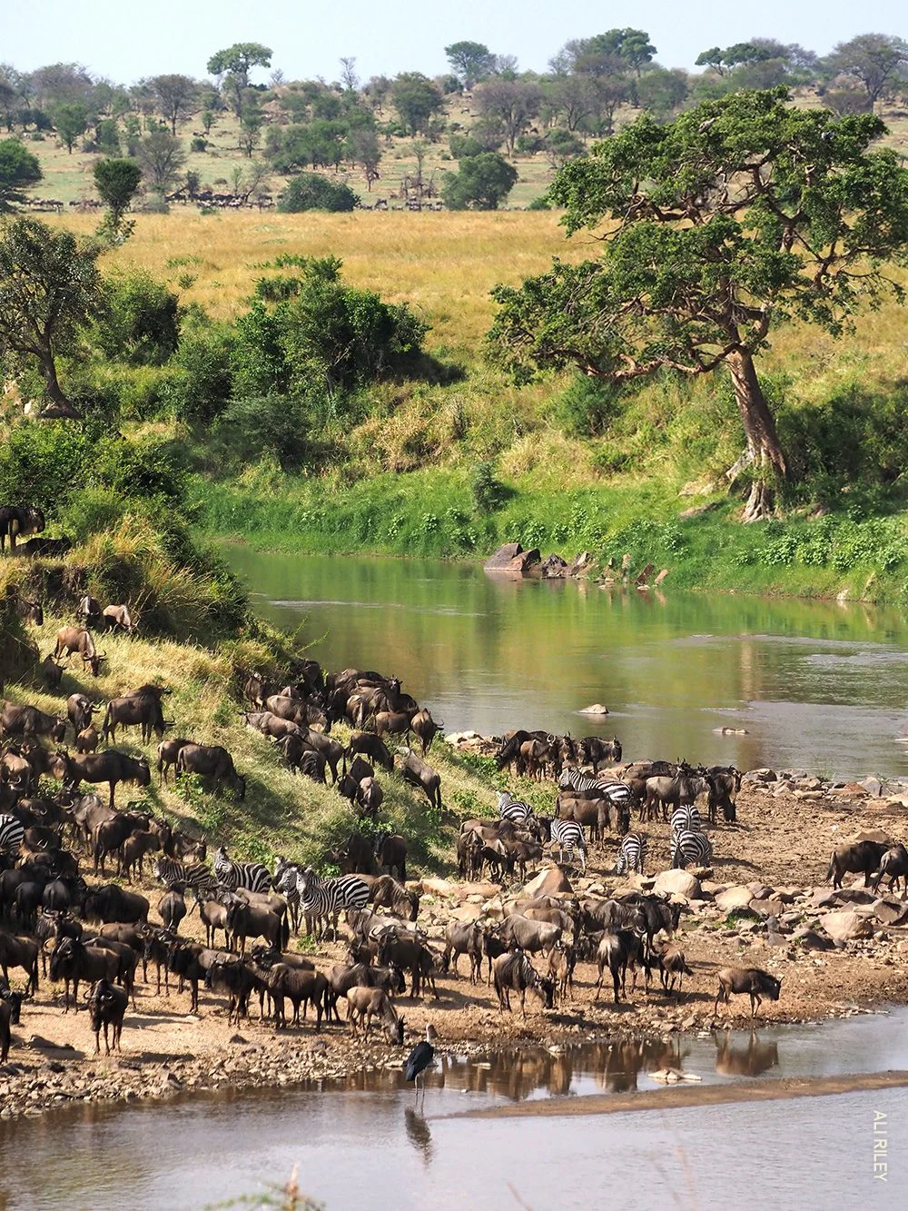 Herds of wildebeest and zebras gathering on a riverbank