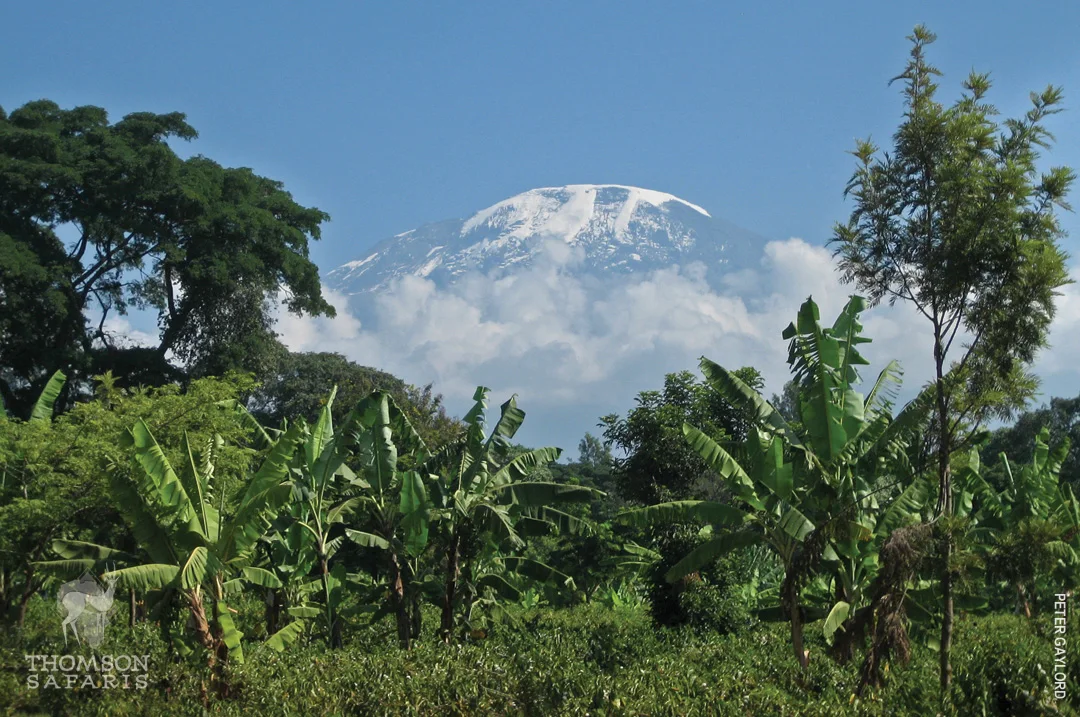 Snow-capped Mount Kilimanjaro rising above clouds behind banana trees