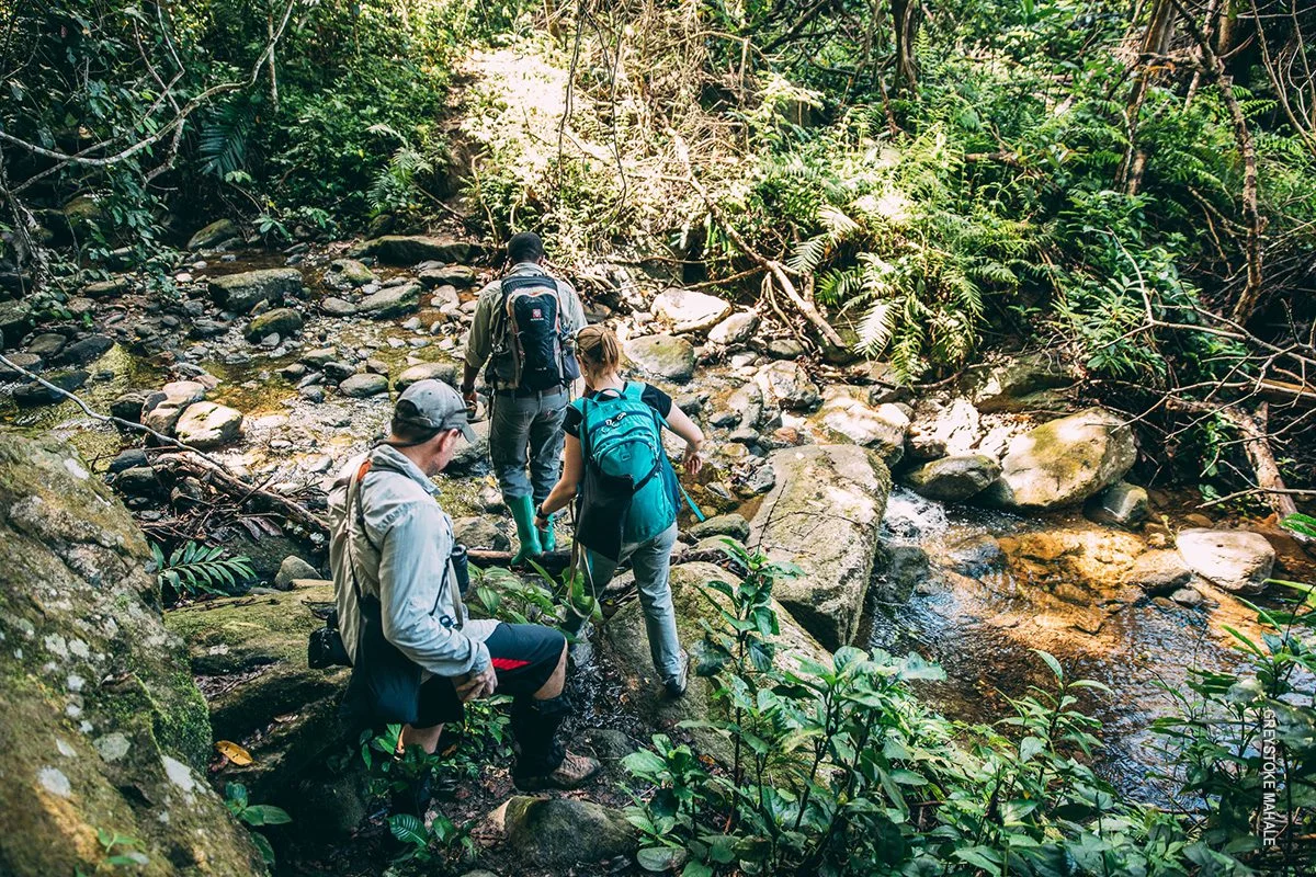Trekkers crossing a rocky stream in the forest
