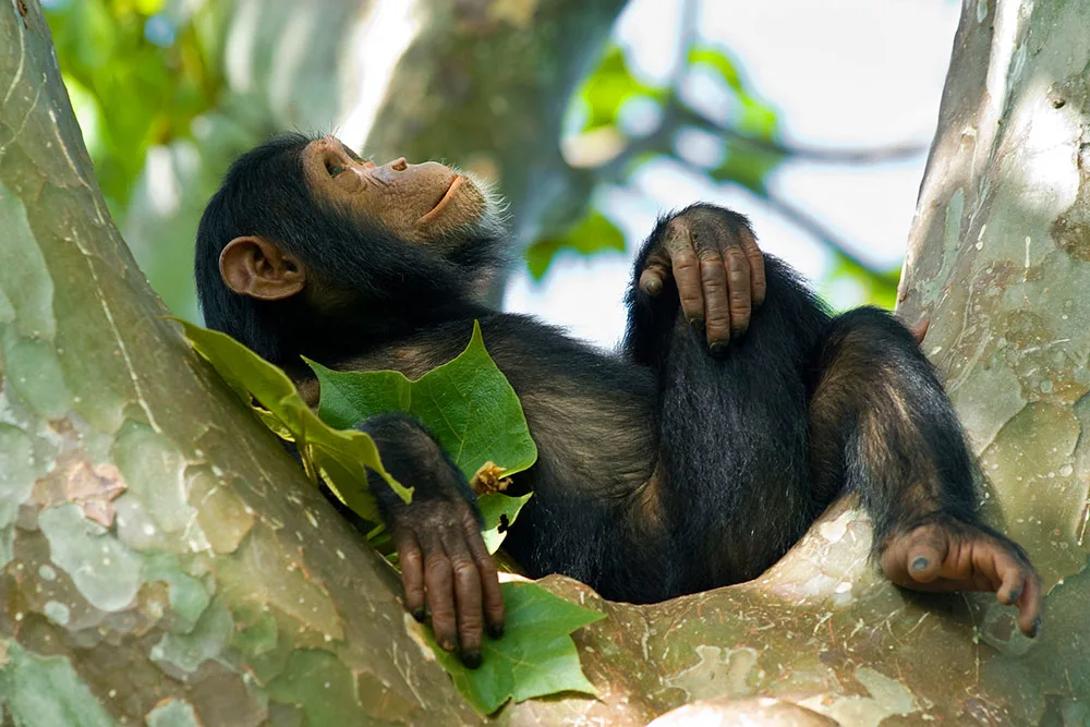 Young chimpanzee lounging in the fork of a tree