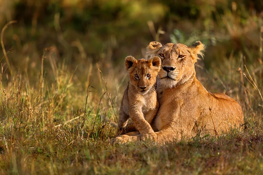 Lioness lying in golden grass with her cub nuzzled against her