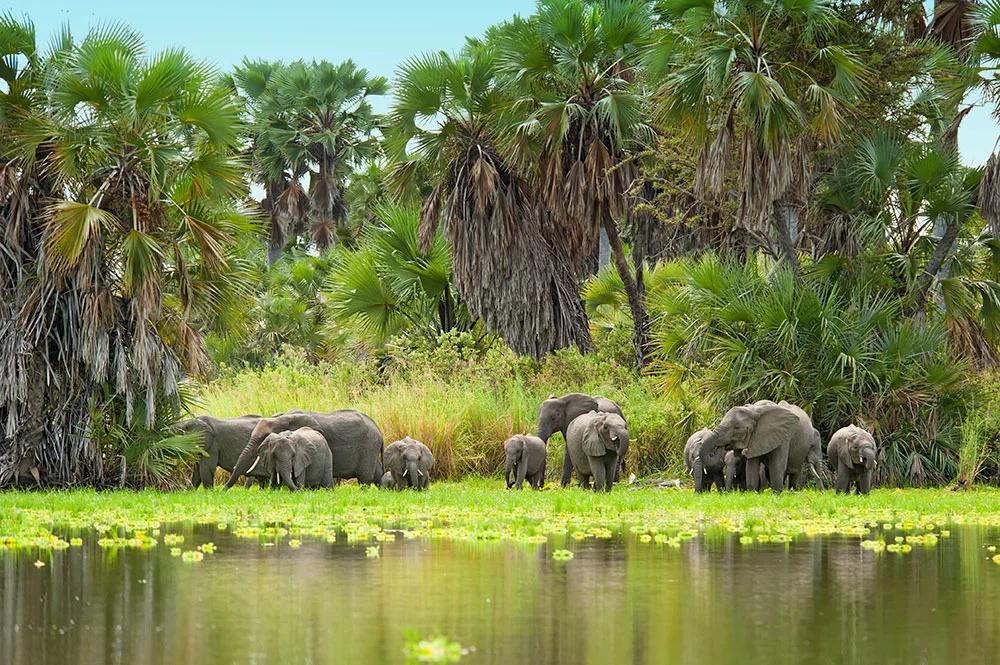 Herd of elephants along a lake shore lined with palm trees