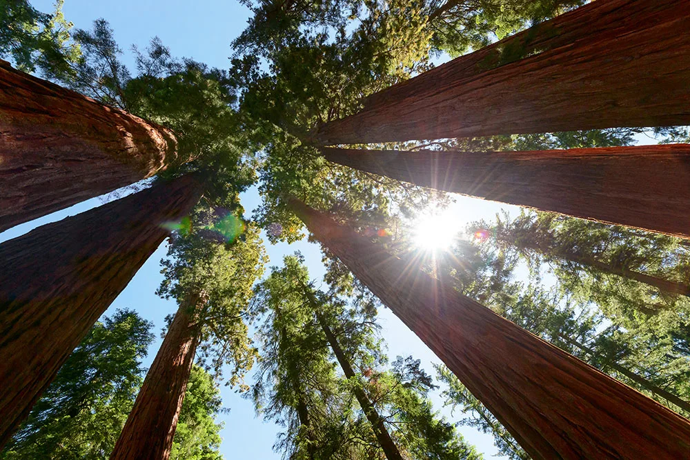 Looking up at towering tree trunks with the sun shining through the canopy
