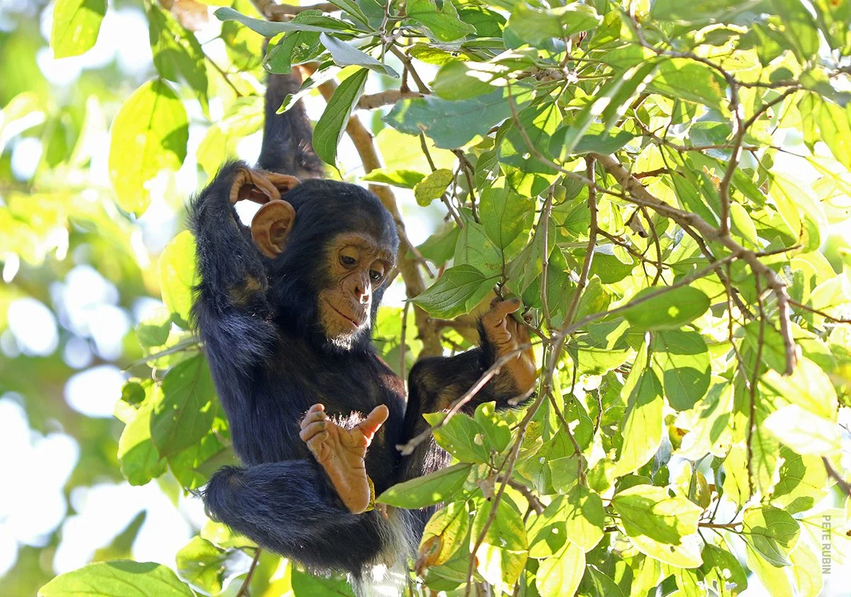A young chimpanzee in the Mahale Mountains.