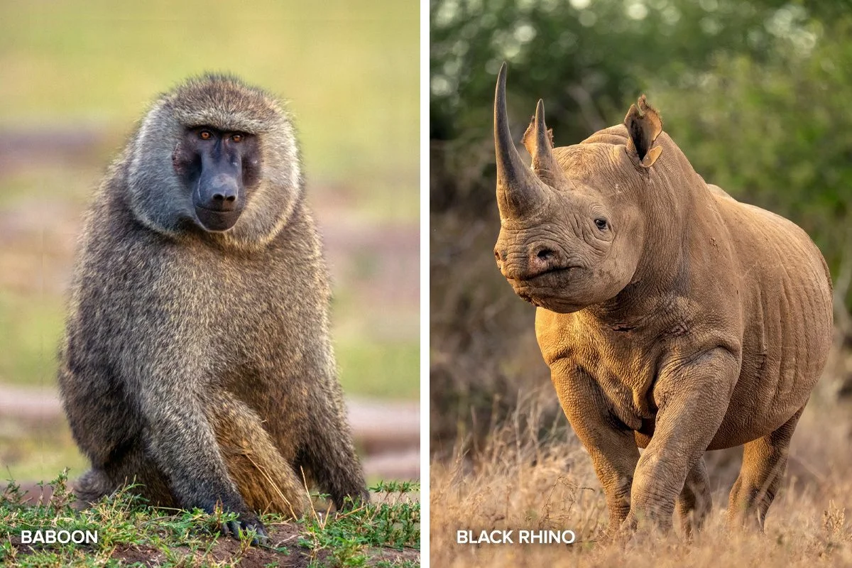 Side-by-side photos of a baboon and a black rhino