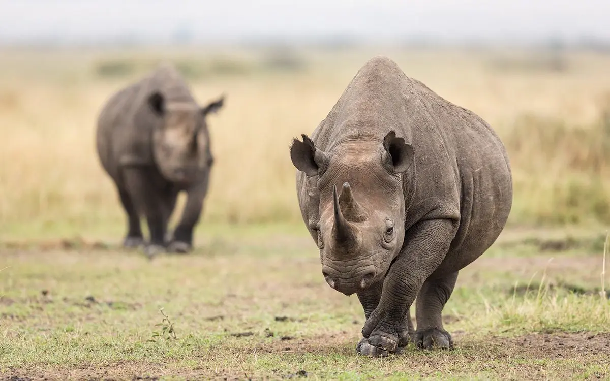 Two black rhinos walking across short grass