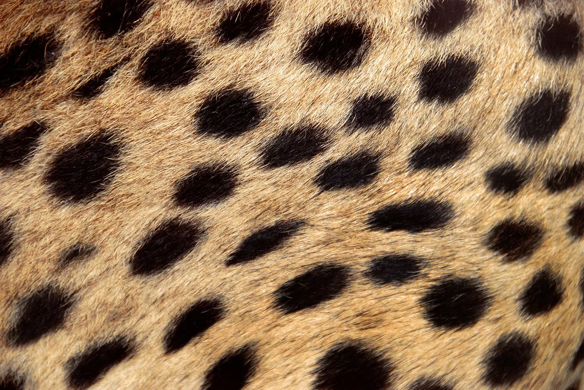 Close-up of black spots on tawny fur