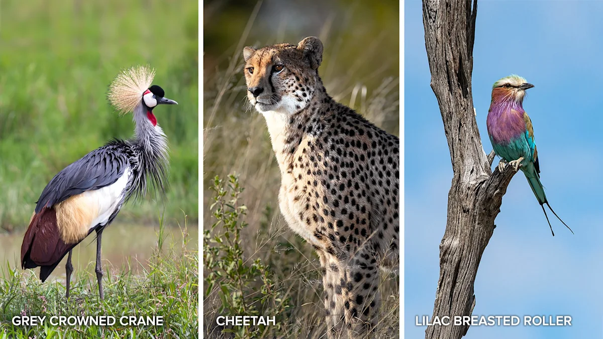 Side-by-side photos of a grey crowned crane, a cheetah, and a lilac-breasted roller