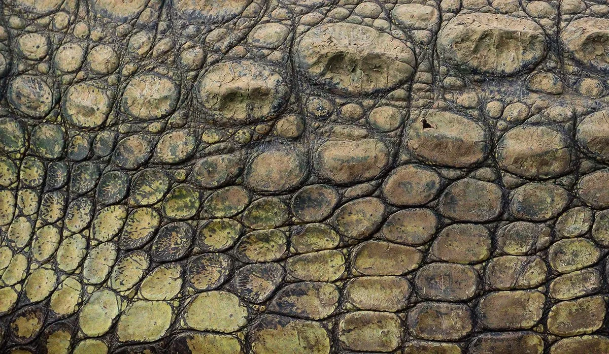 Close-up of bumpy, scaled greenish skin