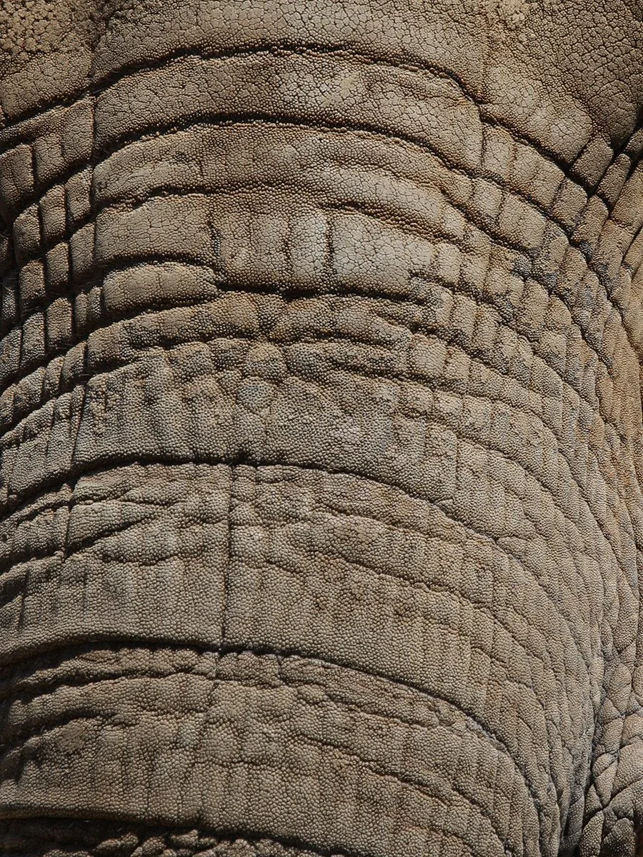 Close-up of deeply wrinkled gray skin