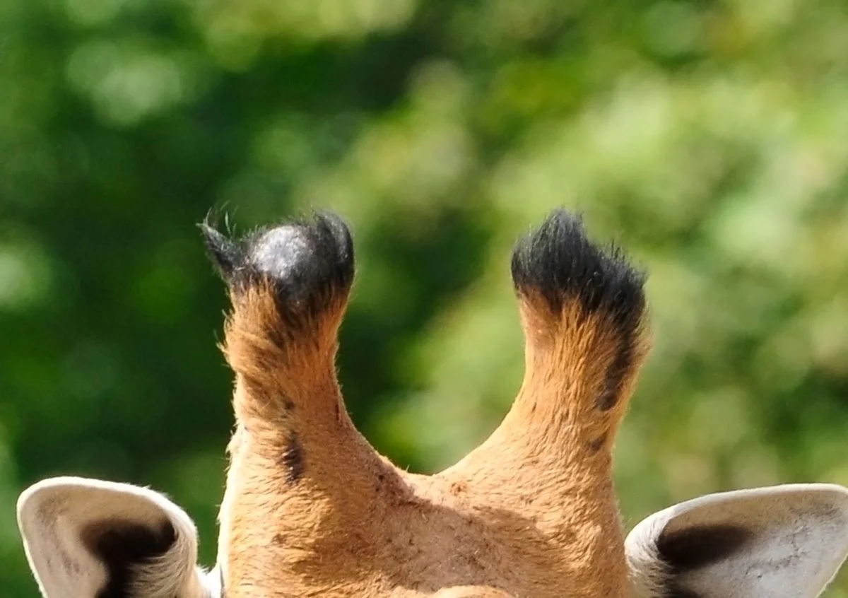 Close-up of two furry knobs with black tufts between a pair of ears