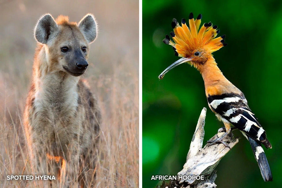 Side-by-side photos of a spotted hyena and an African hoopoe