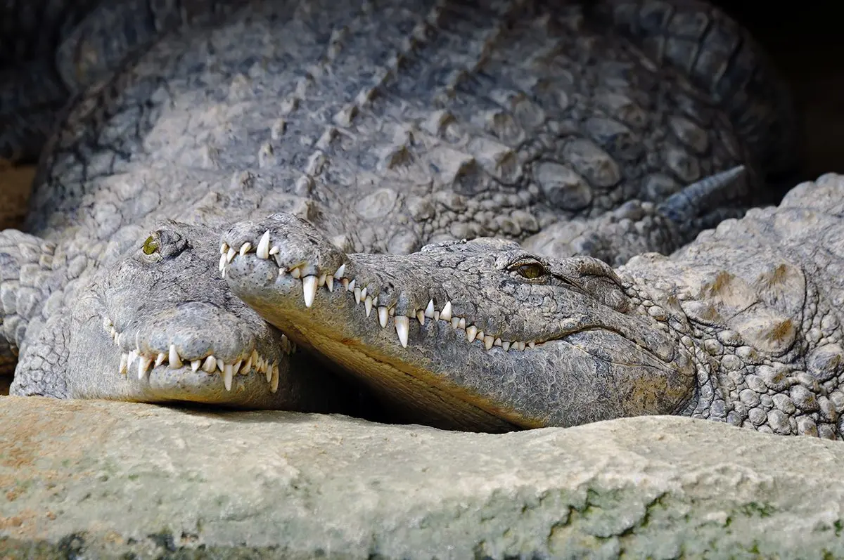 Two Nile crocodiles resting with their heads together