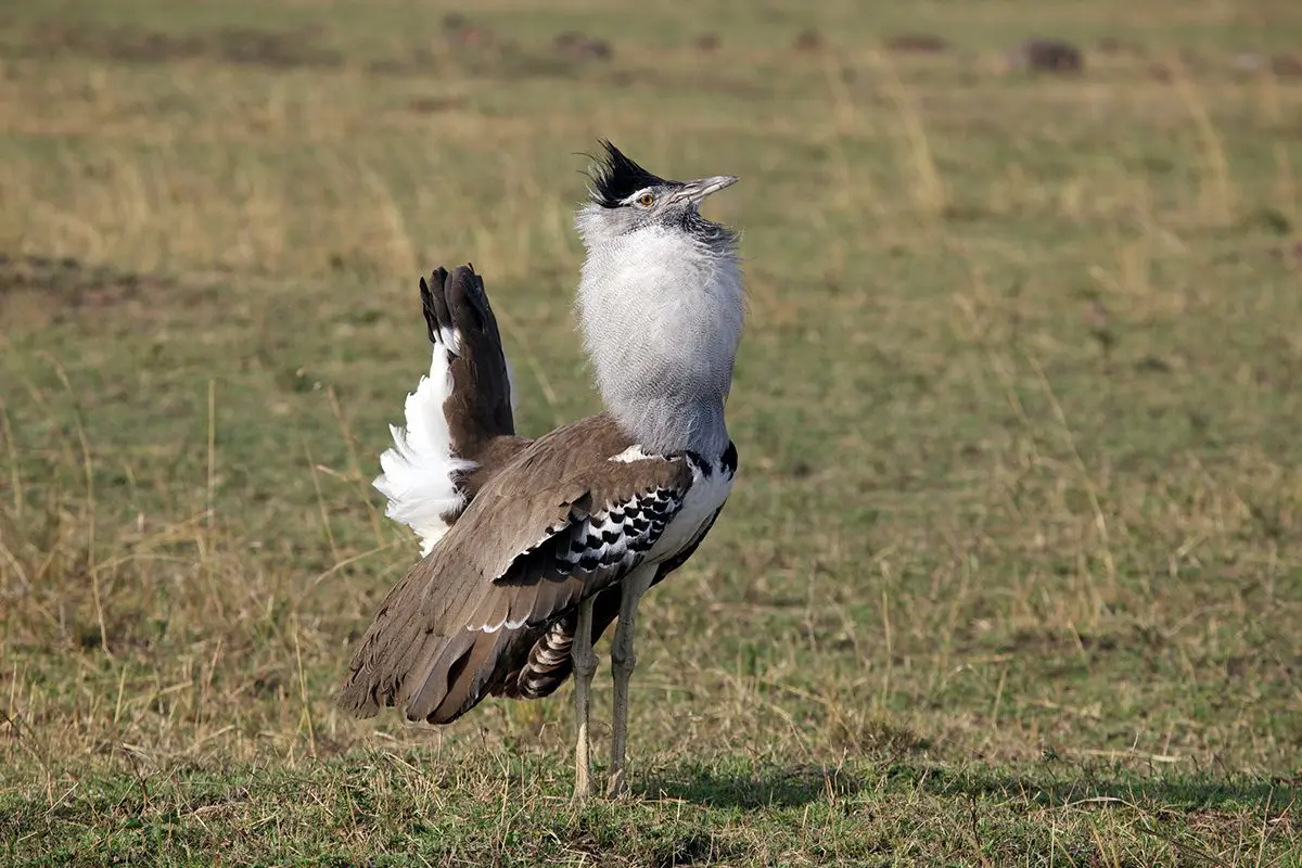 Kori bustard displaying with its neck puffed and tail feathers raised