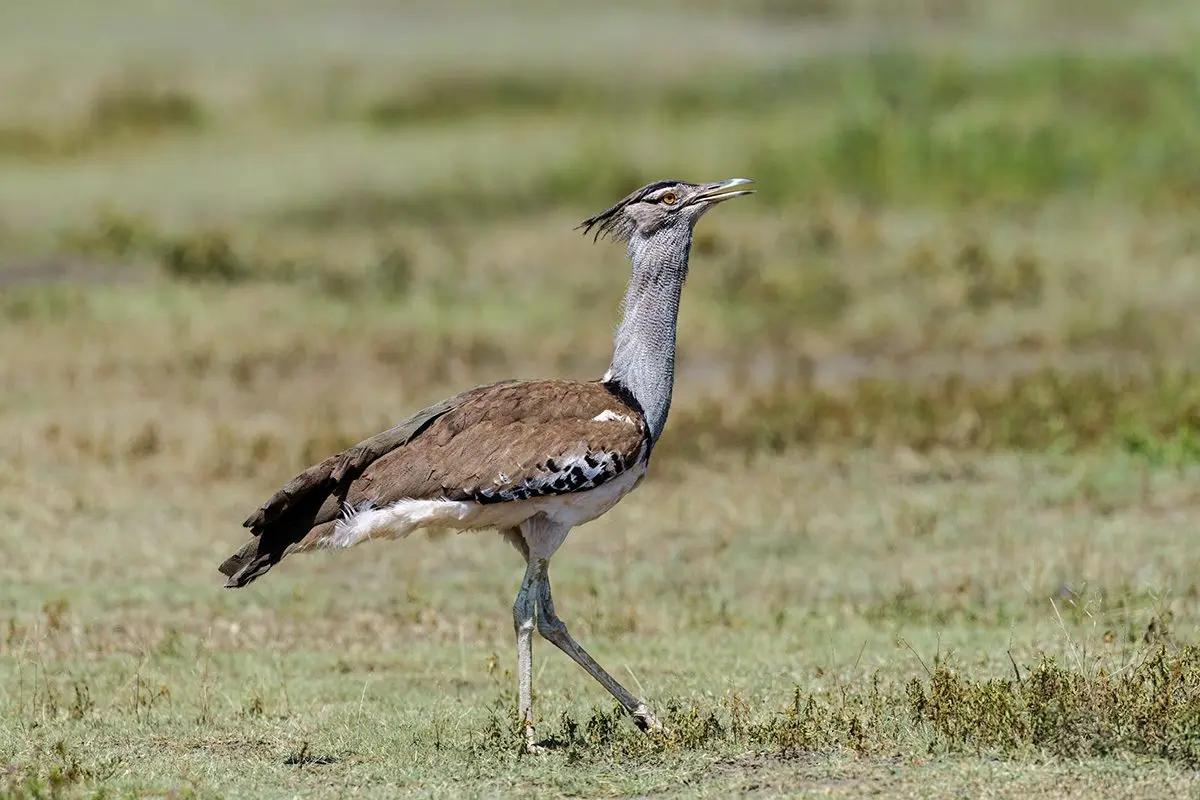 Kori bustard walking through short grass