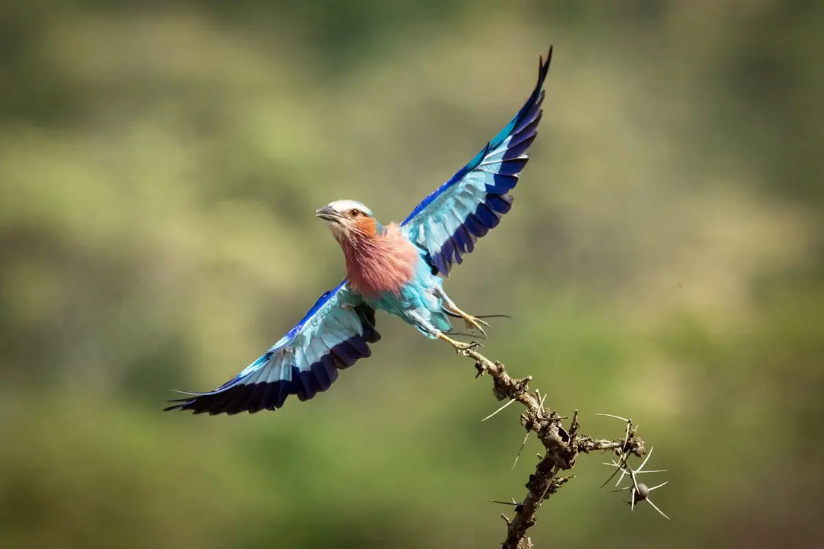 Lilac-breasted roller taking off from a thorny branch with wings spread