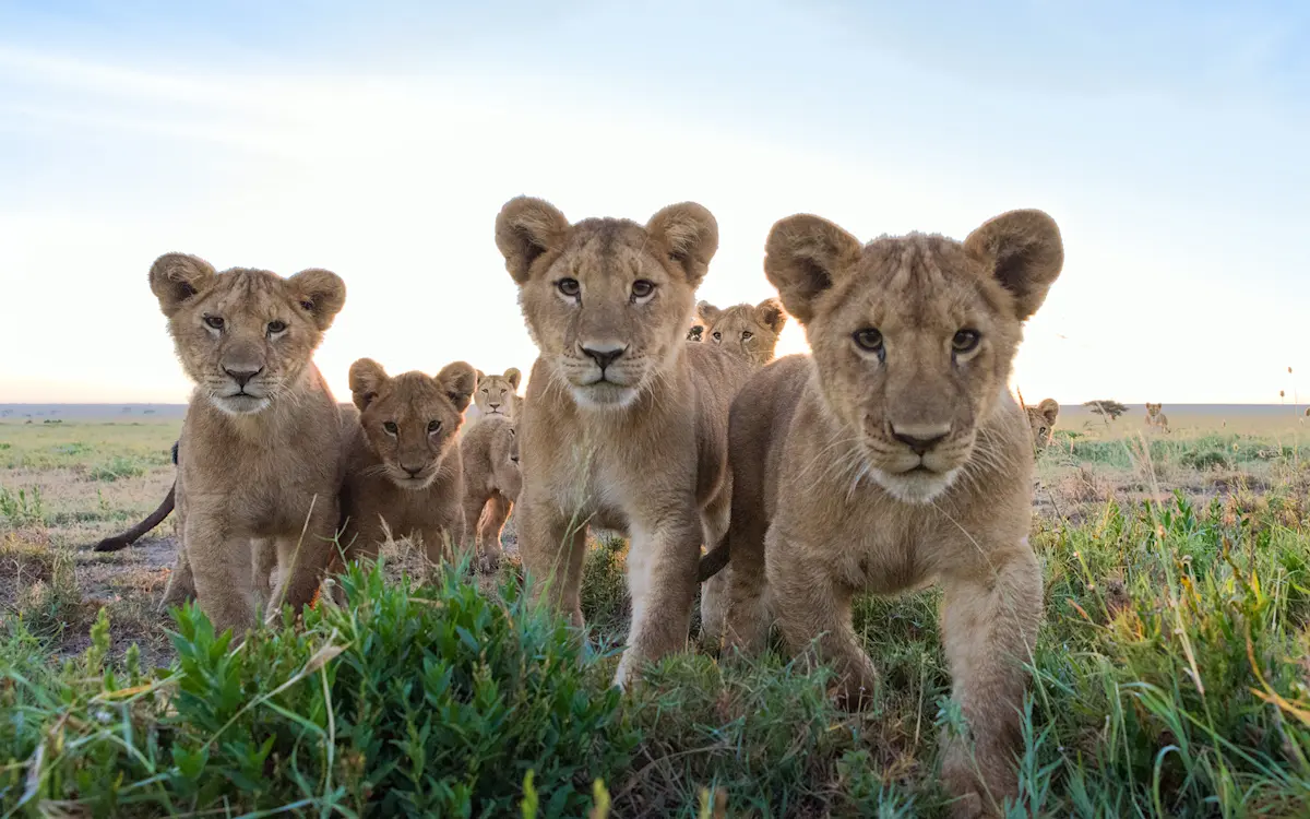 Curious lion cubs staring into a camera trap on the grassy plains