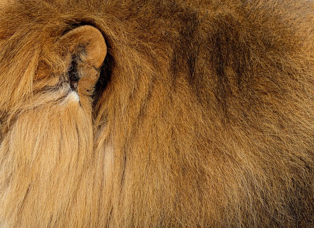 Close-up of an ear tucked into thick golden-brown fur