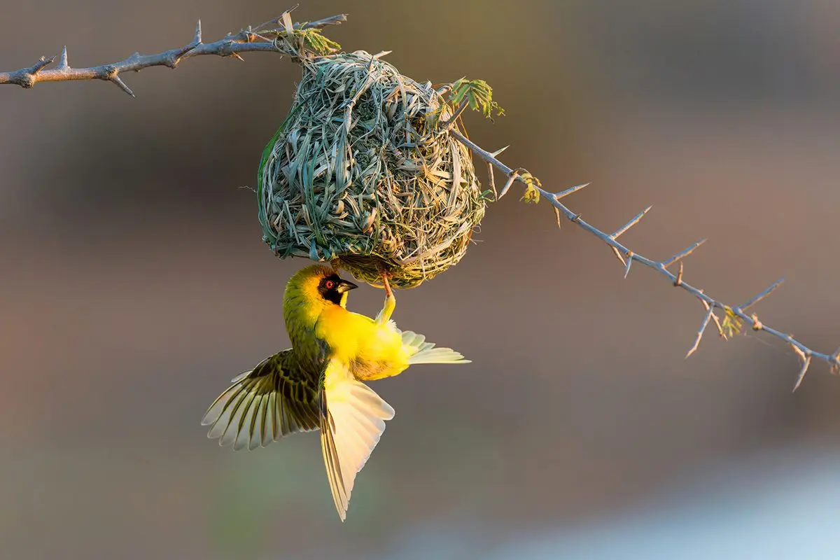 Masked weaver hanging beneath its woven grass nest on a thorn branch