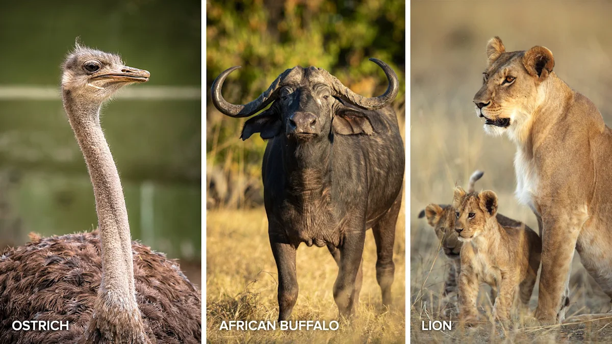 Side-by-side photos of an ostrich, an African buffalo, and a lioness with cubs