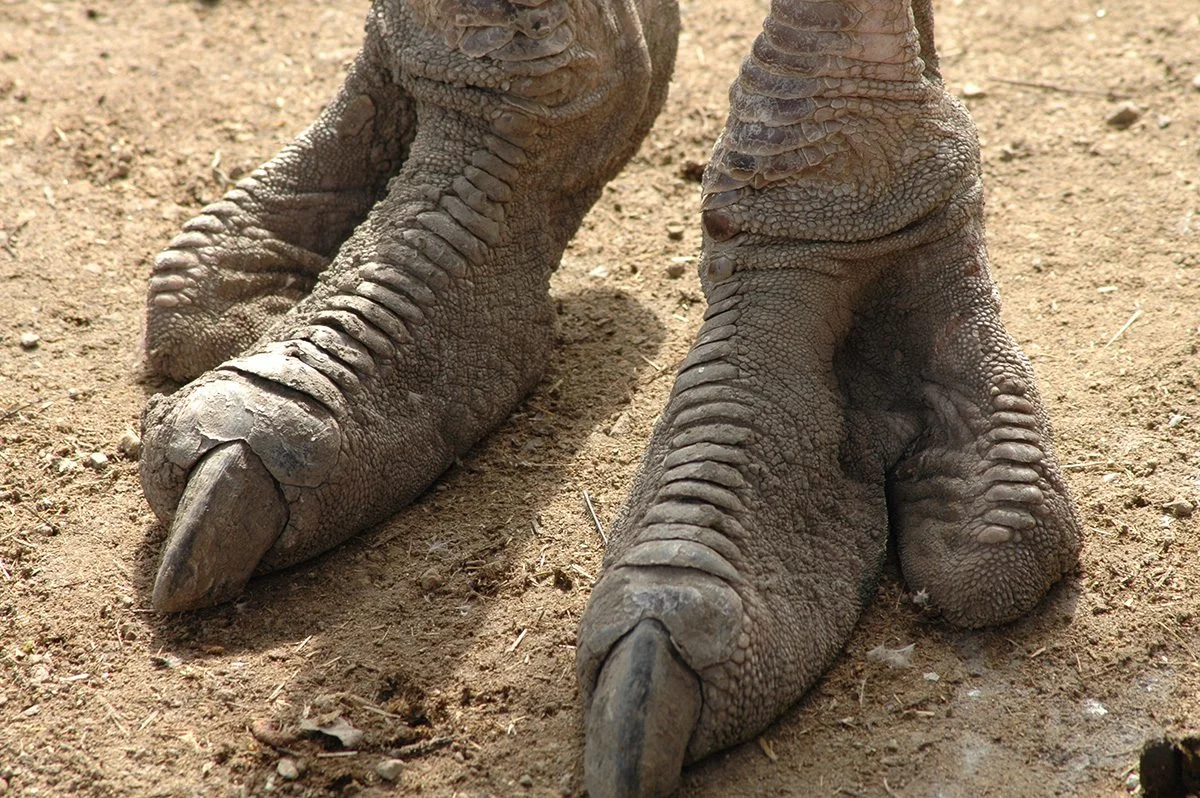 Close-up of two large scaly feet with thick claws on dry ground