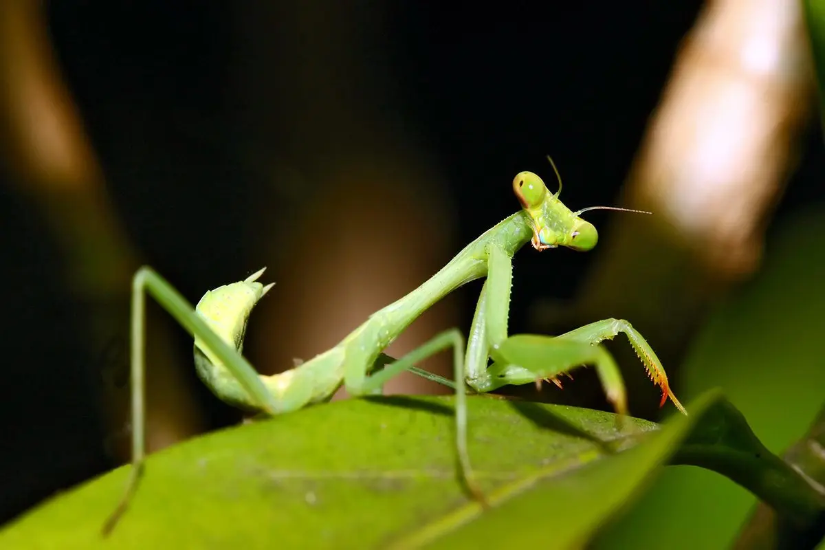 Green praying mantis on a leaf