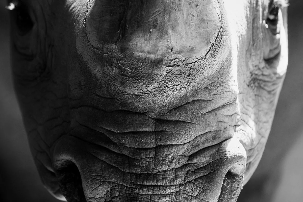 Black-and-white close-up of a deeply wrinkled gray face
