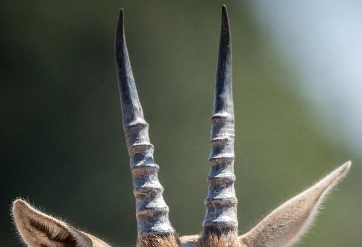 Close-up of a pair of ridged, upright horns between two ears