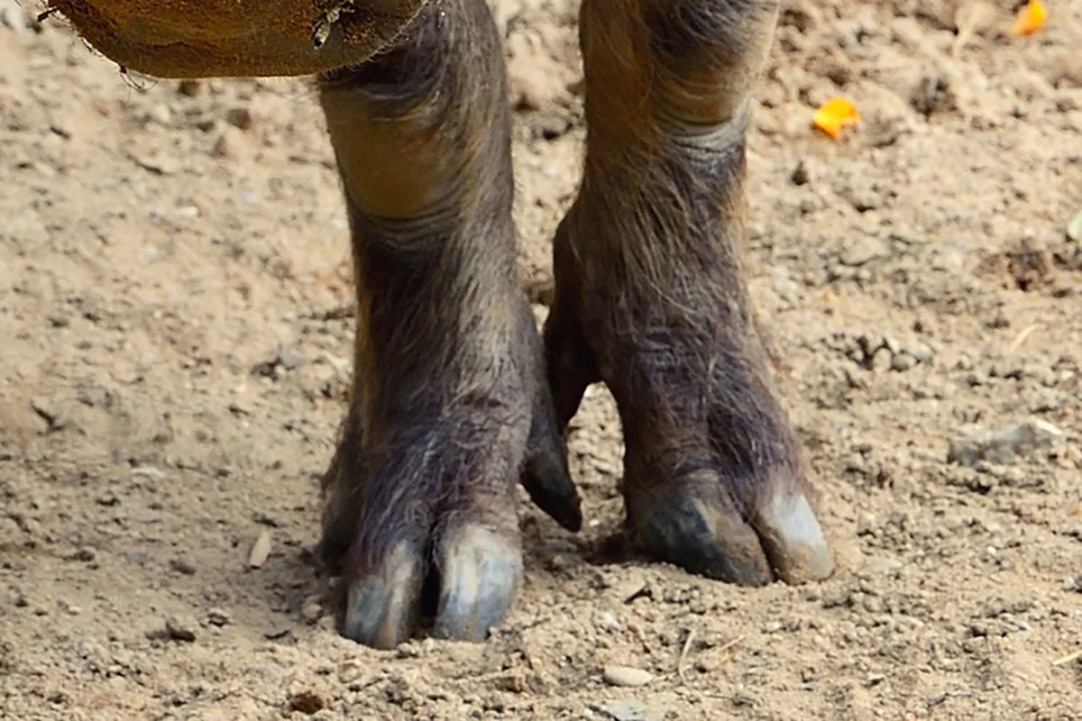 Close-up of two cloven hooves on dry dirt