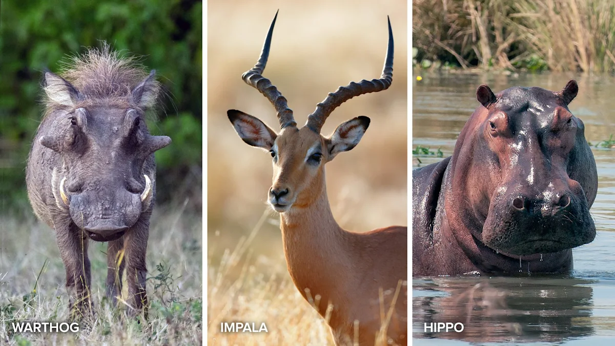Side-by-side photos of a warthog, an impala, and a hippo