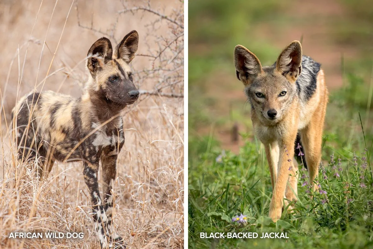 Side-by-side photos of an African wild dog and a black-backed jackal