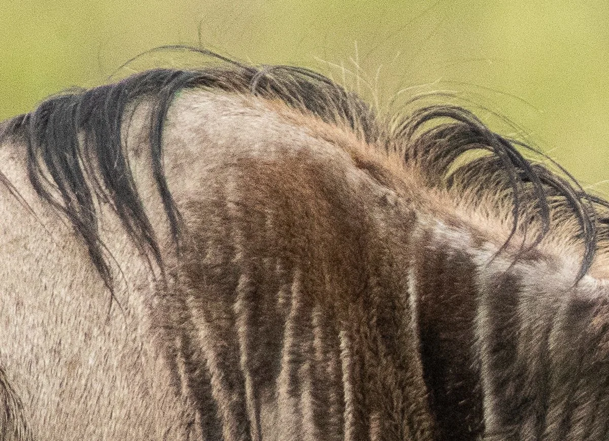 Close-up of a shaggy dark mane along a striped gray back