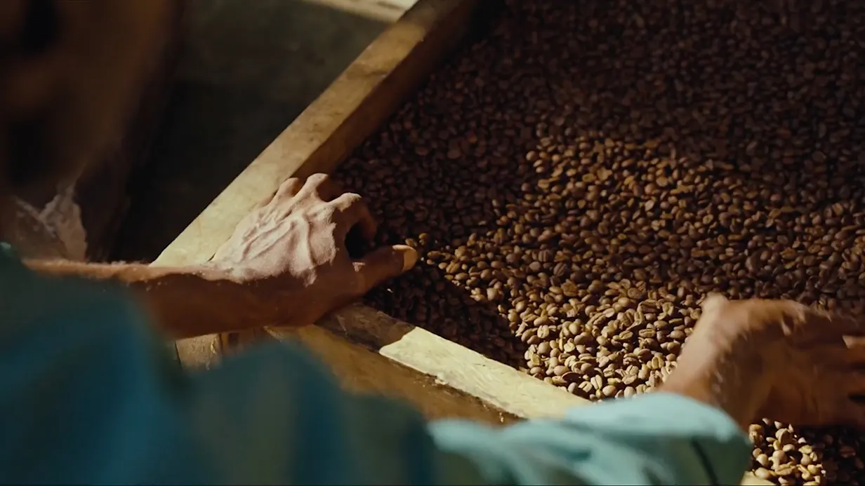 Hands sorting coffee beans in a wooden tray at Gibb's Farm