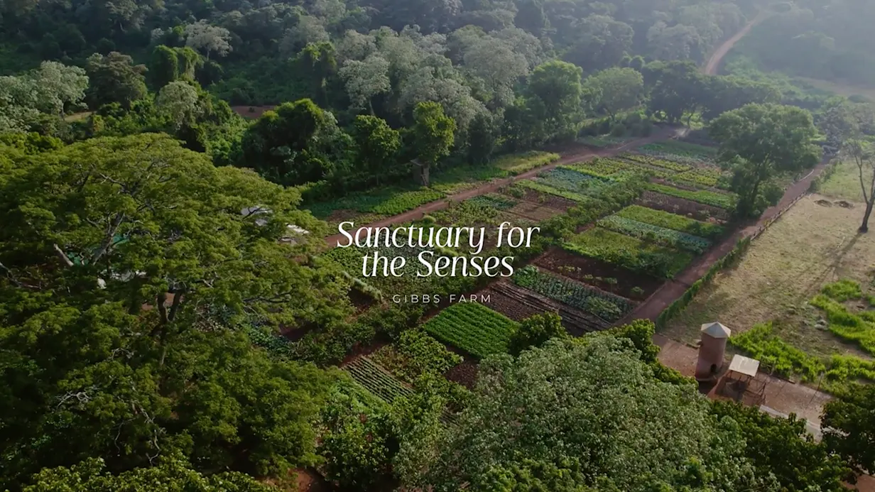 Aerial view of vegetable gardens and forest at Gibb's Farm