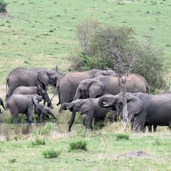 elephants at watering hole in serengeti