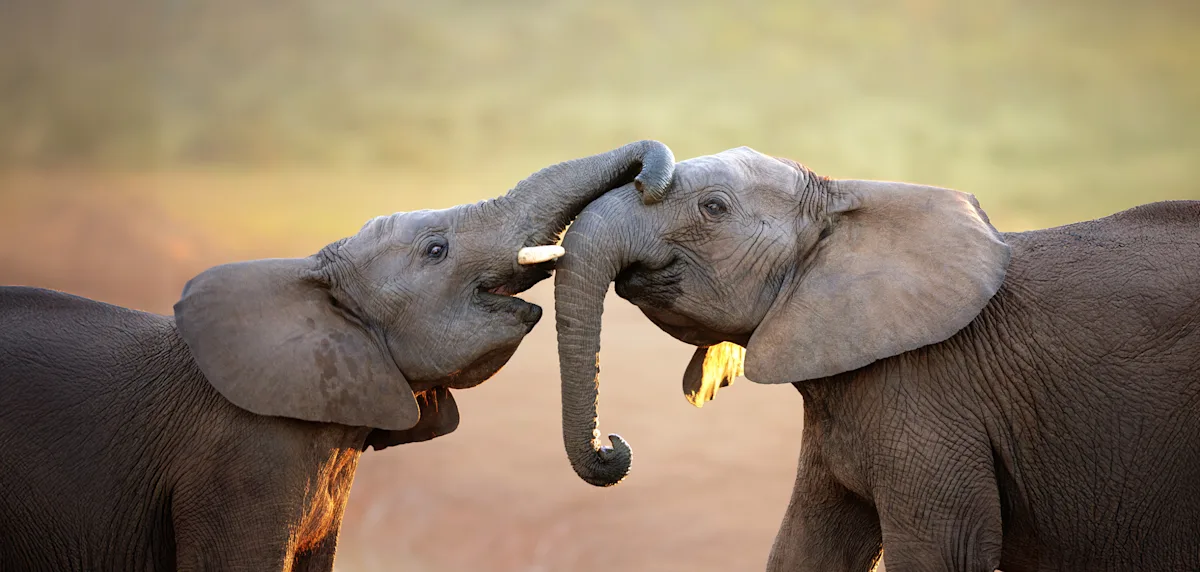 Two young elephants playing with their trunks intertwined