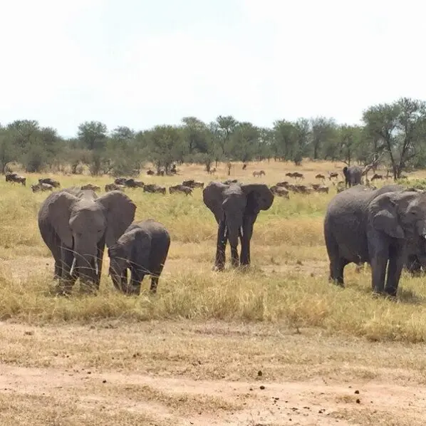 elephants wildebeests and zebra in serengeti