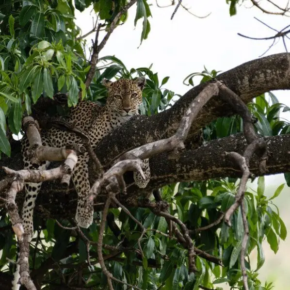 leopard in tree in tanzania serengeti