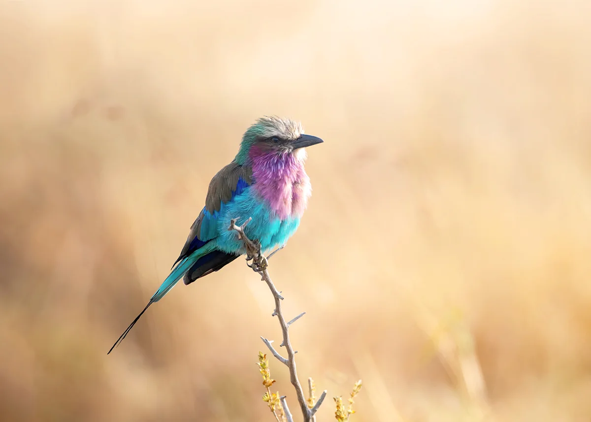 Lilac-breasted roller perched on a bare twig against golden grass
