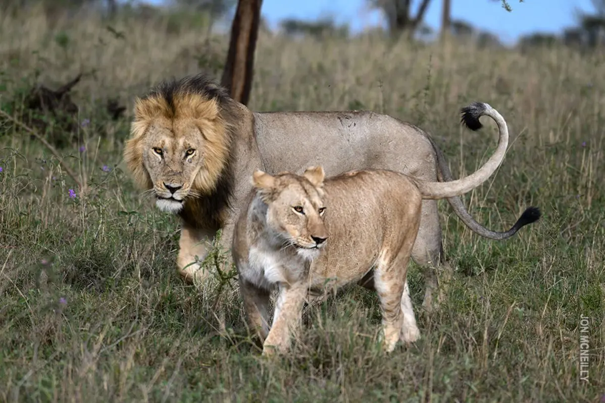 male and female lions